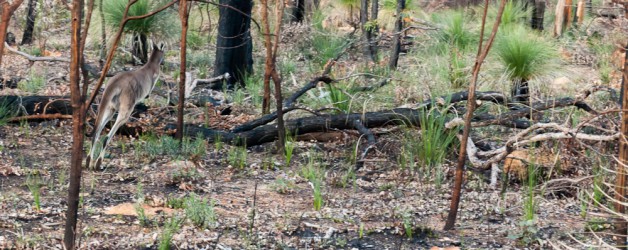 Day 34: Australian Bushland