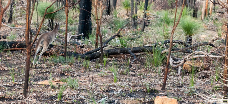 Day 34: Australian Bushland