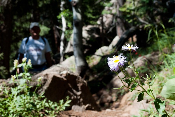 Flowers along the path.
